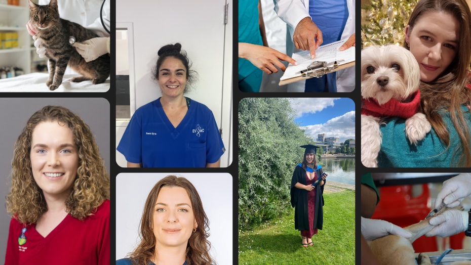 A collage celebrating Veterinary Nursing Awareness Month 2025, featuring UCD School of Veterinary Medicine alumni and veterinary nurses. The image includes a vet examining a tabby cat, individual portraits of veterinary nurses in clinical uniforms, a nurse holding a small white dog, a graduation photo in academic robes, and hands handling medical instruments.